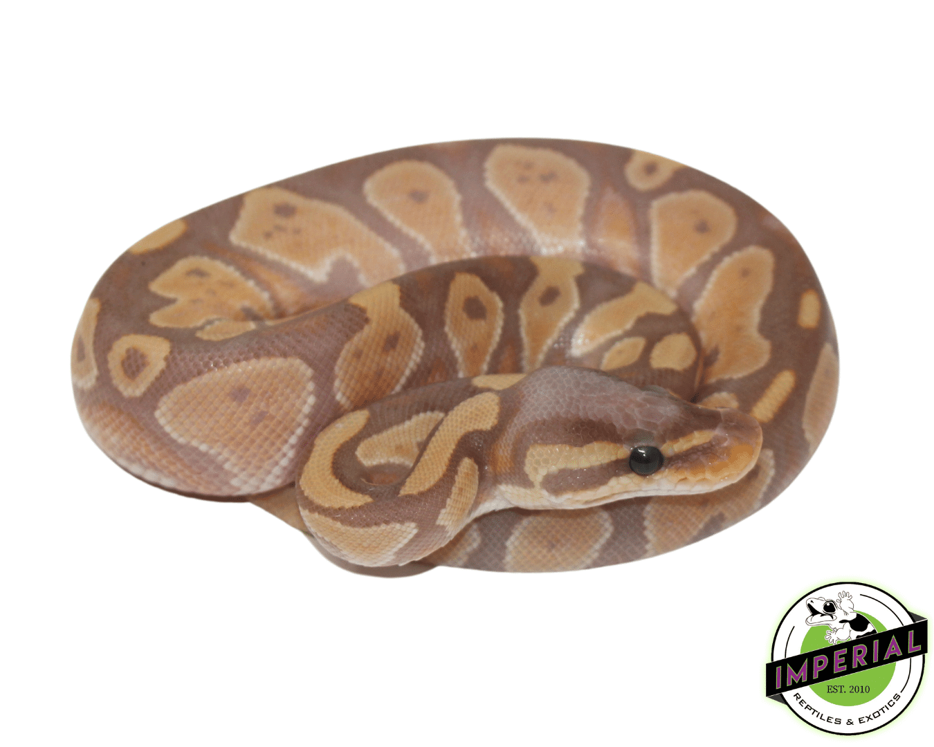 Banana Blackhead Fire Ball Python — image 2
