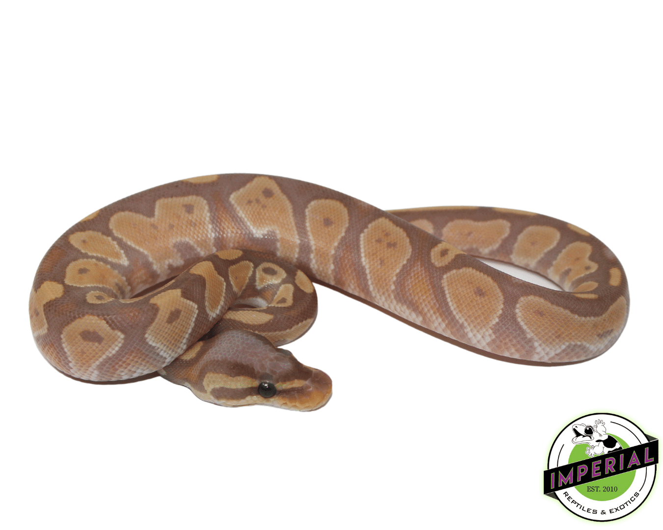 Banana Blackhead Fire Ball Python