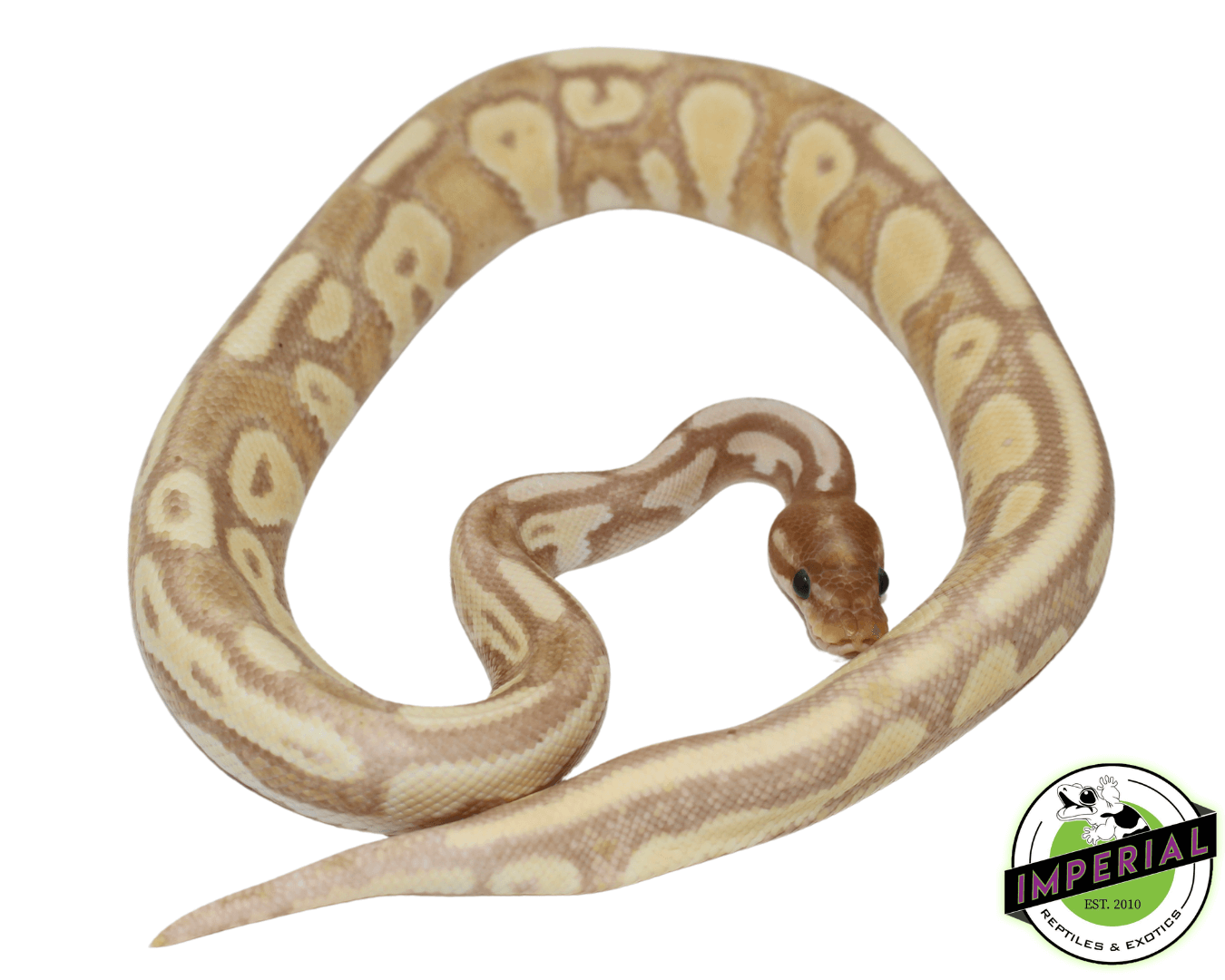 Banana Blackhead Orange Dream Het Pied Ball Python Adult — image 2
