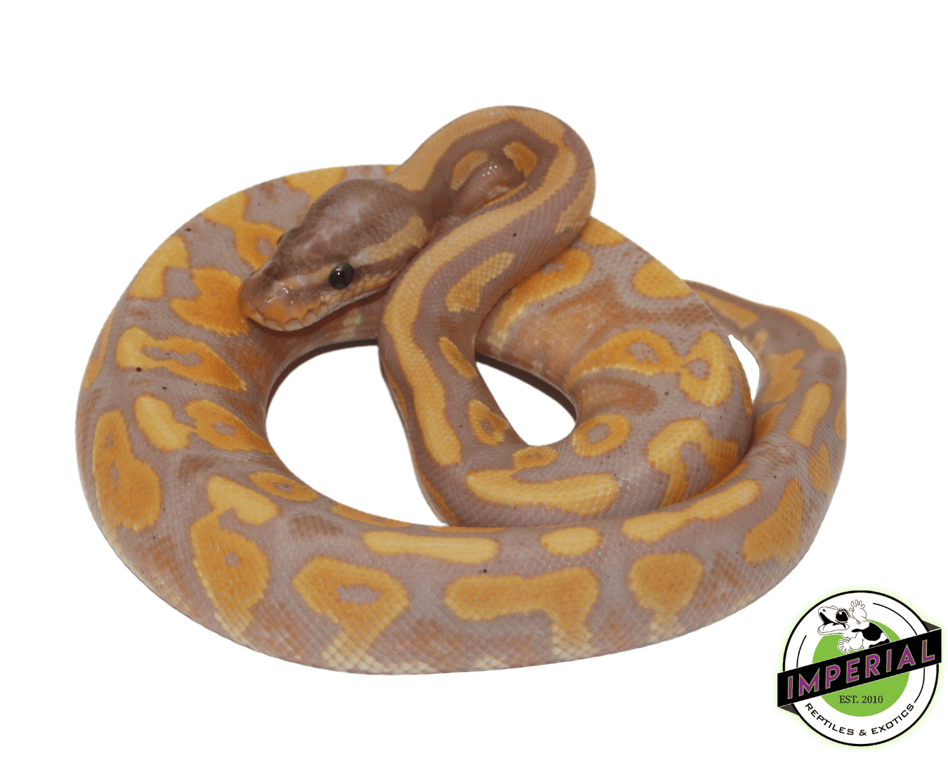 Banana Blackhead Yellowbelly Ball Python — image 2