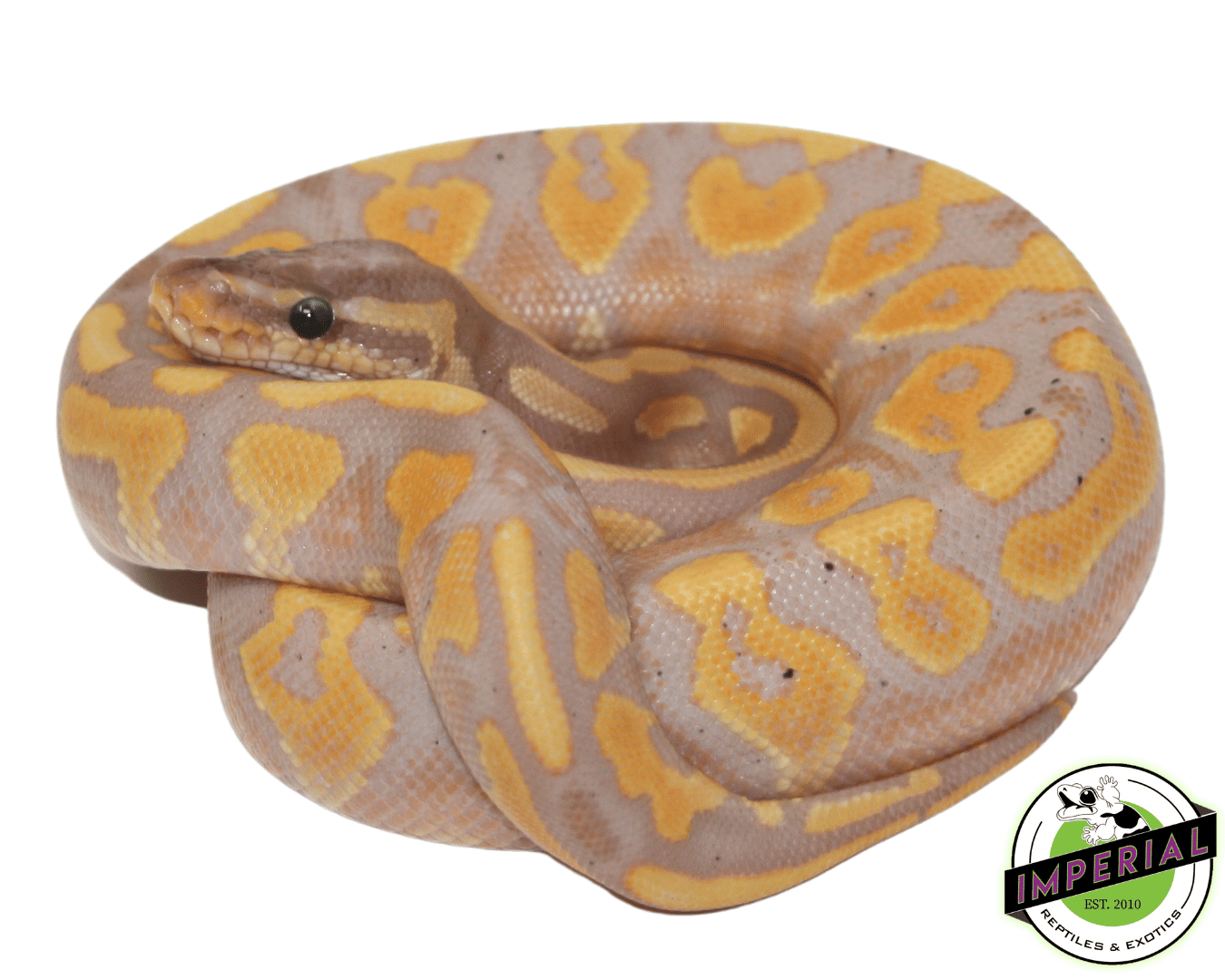 Banana Blackhead Yellowbelly Ball Python