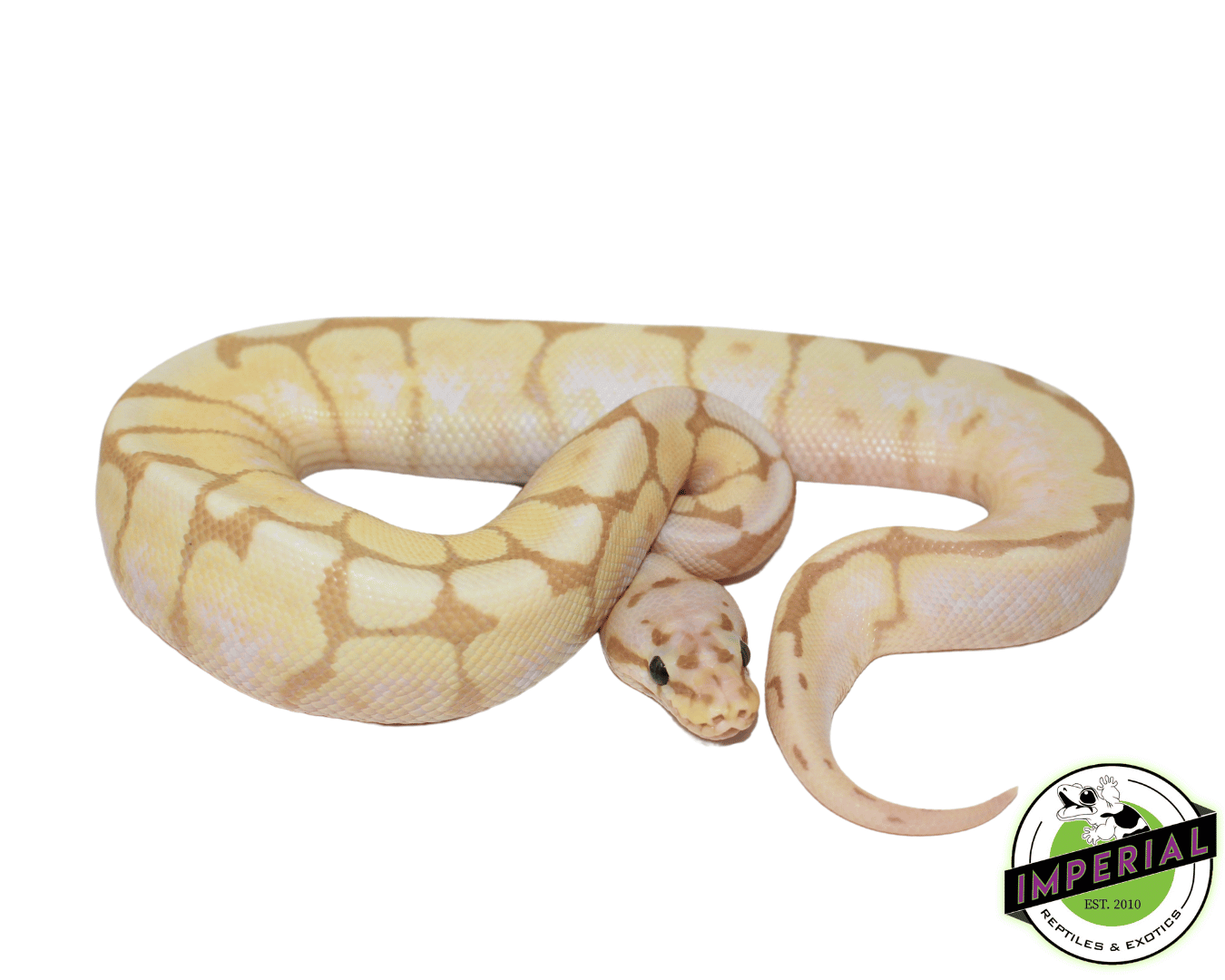 Banana Calico Bumblebee Ball Python — image 2