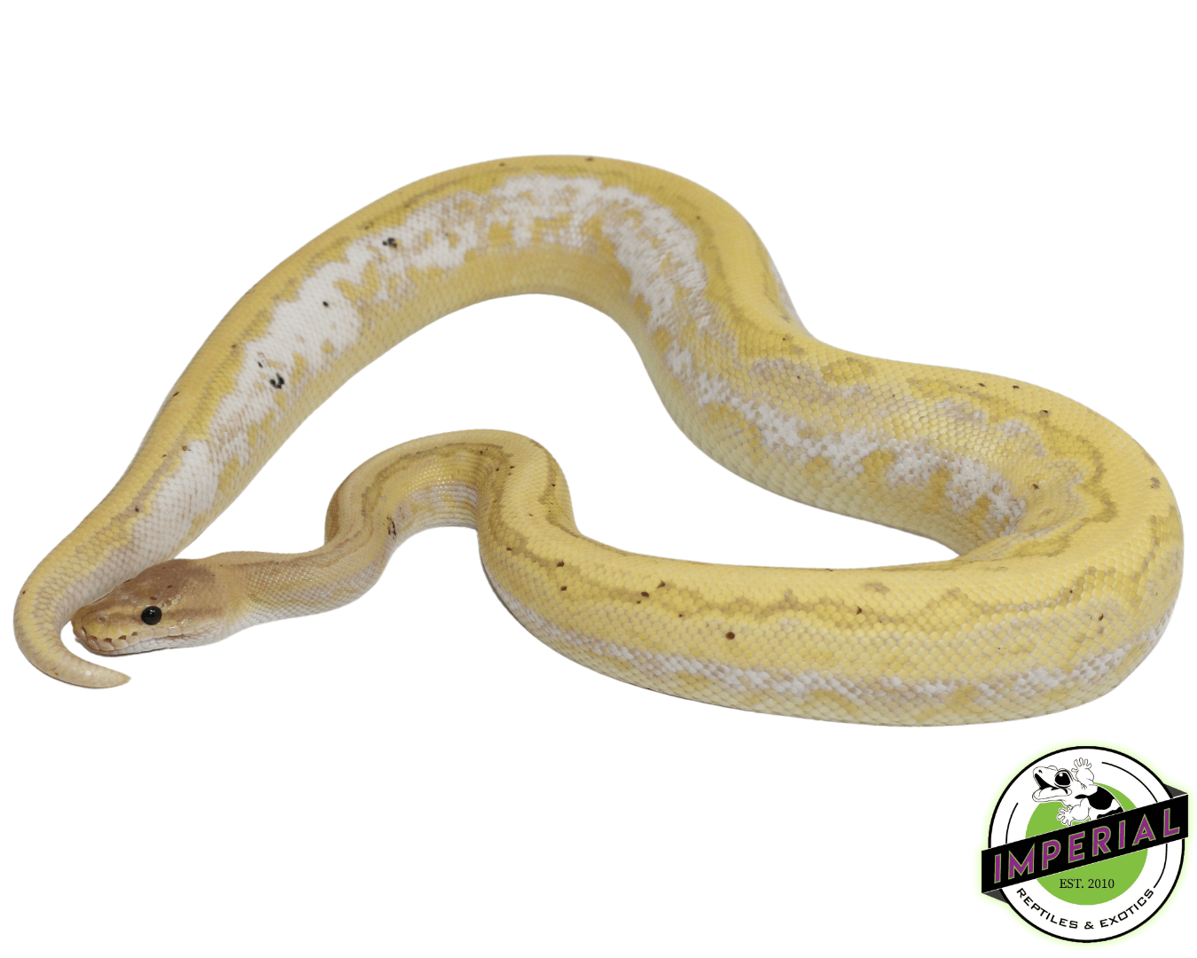 Banana Calico Pinstripe Cinnamon Yellowbelly Ball Python Adult Male — image 2