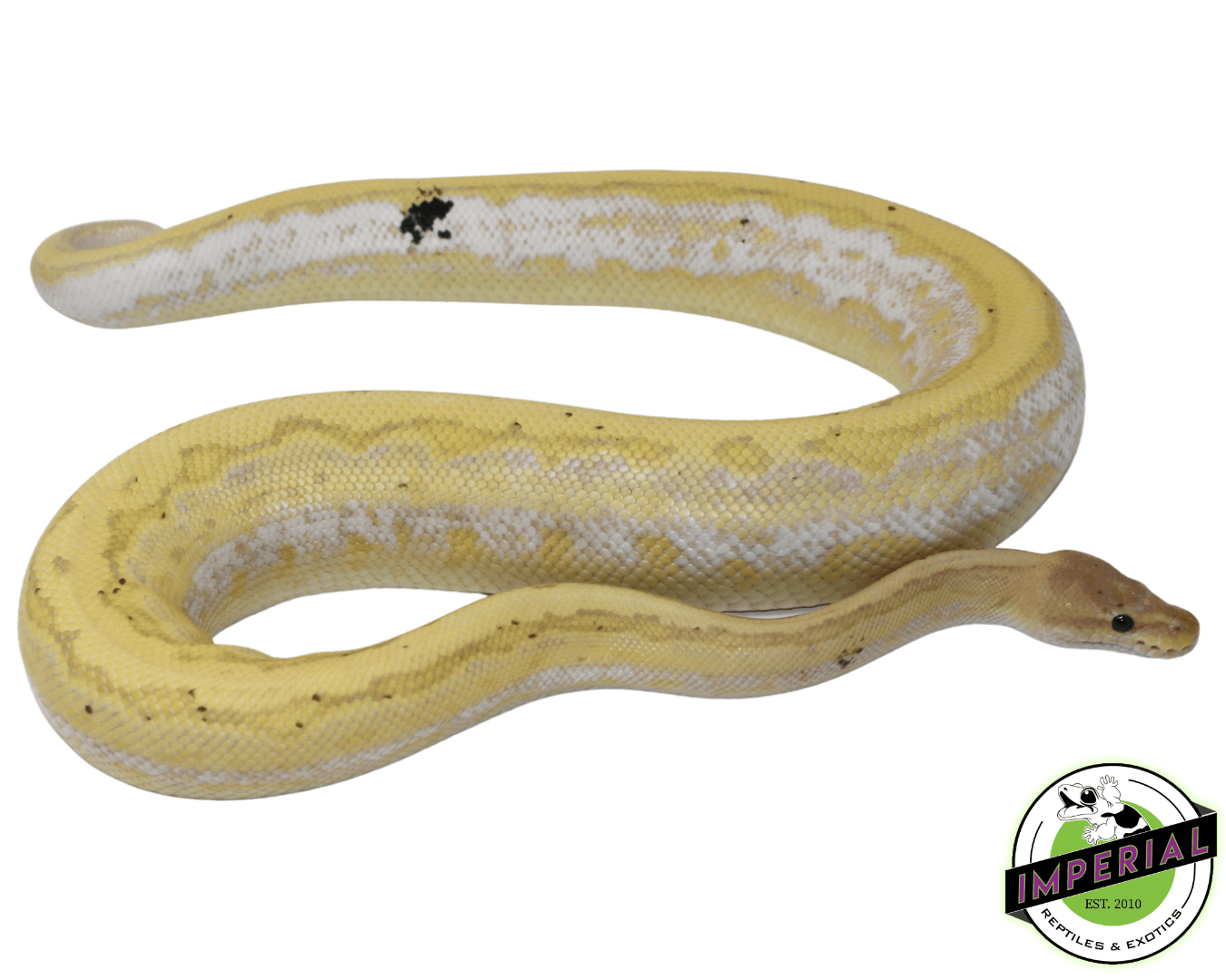 Banana Calico Pinstripe Cinnamon Yellowbelly Ball Python Adult Male
