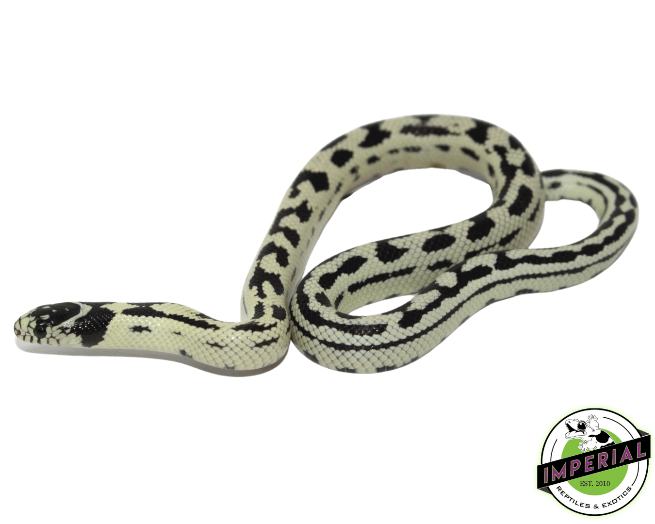 Banana California Kingsnake