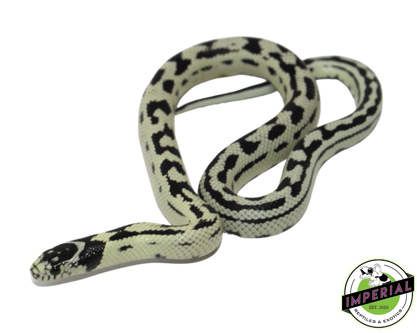 Banana California Kingsnake — image 2