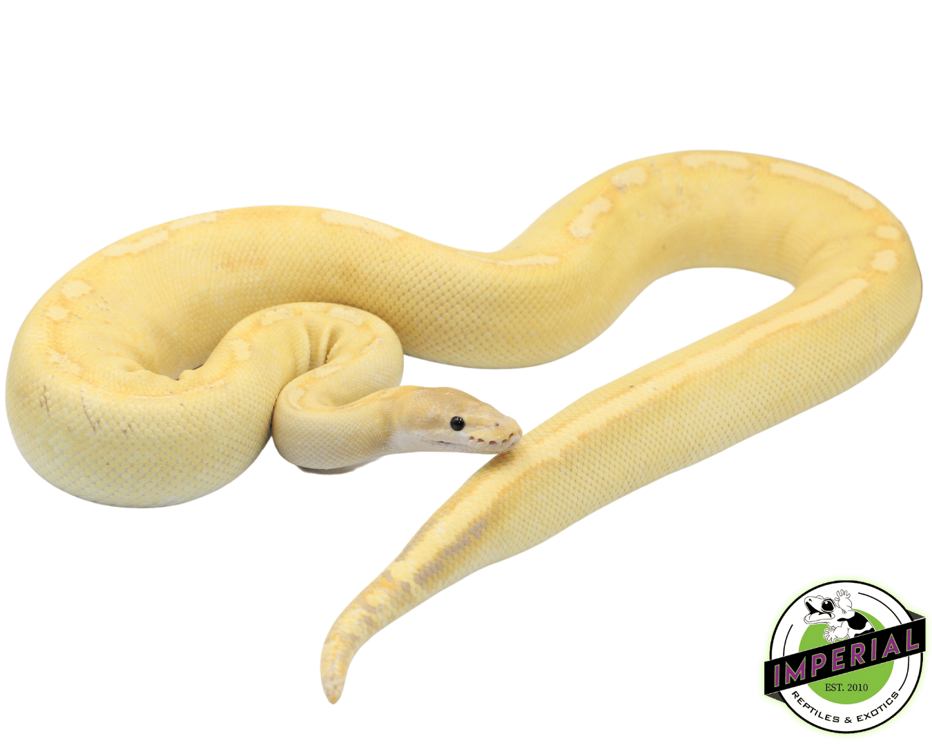 Banana Champagne Ball Python Adult Female
