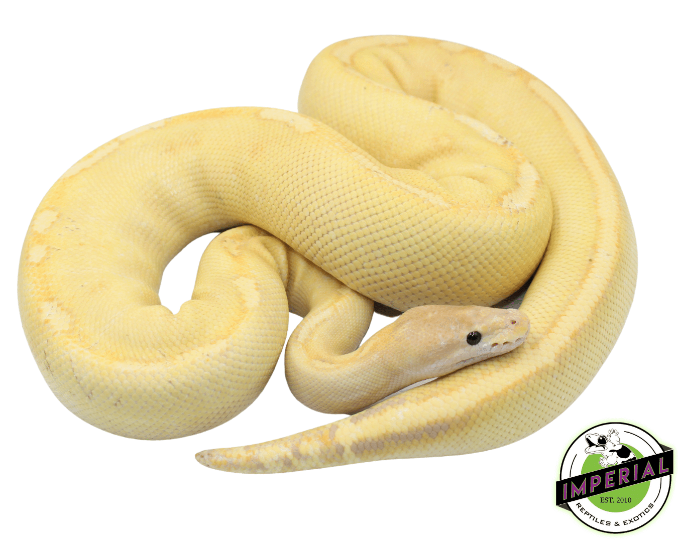 Banana Champagne Ball Python Adult Female — image 2