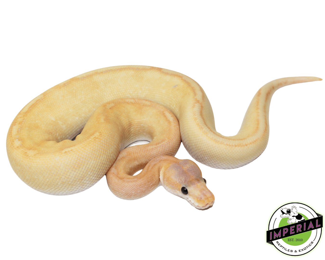 Banana Champagne Ball Python
