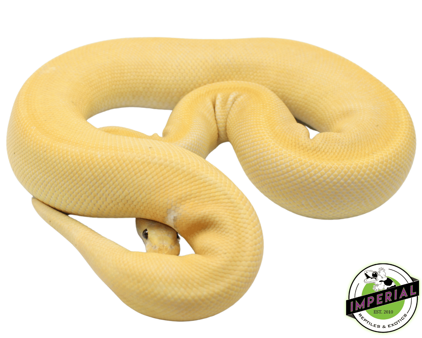 Banana Champagne Cinnamon Ball Python Adult Male — image 2