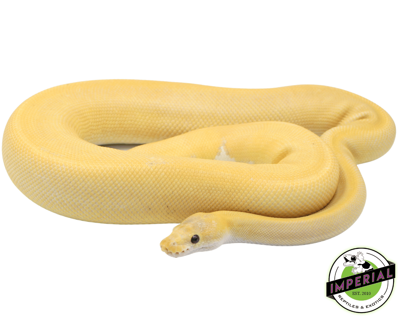 Banana Champagne Cinnamon Ball Python Adult Male