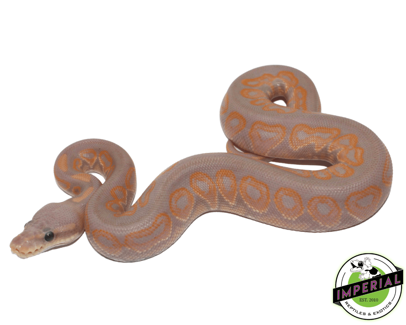 Banana Cinnamon Ball Python — image 2