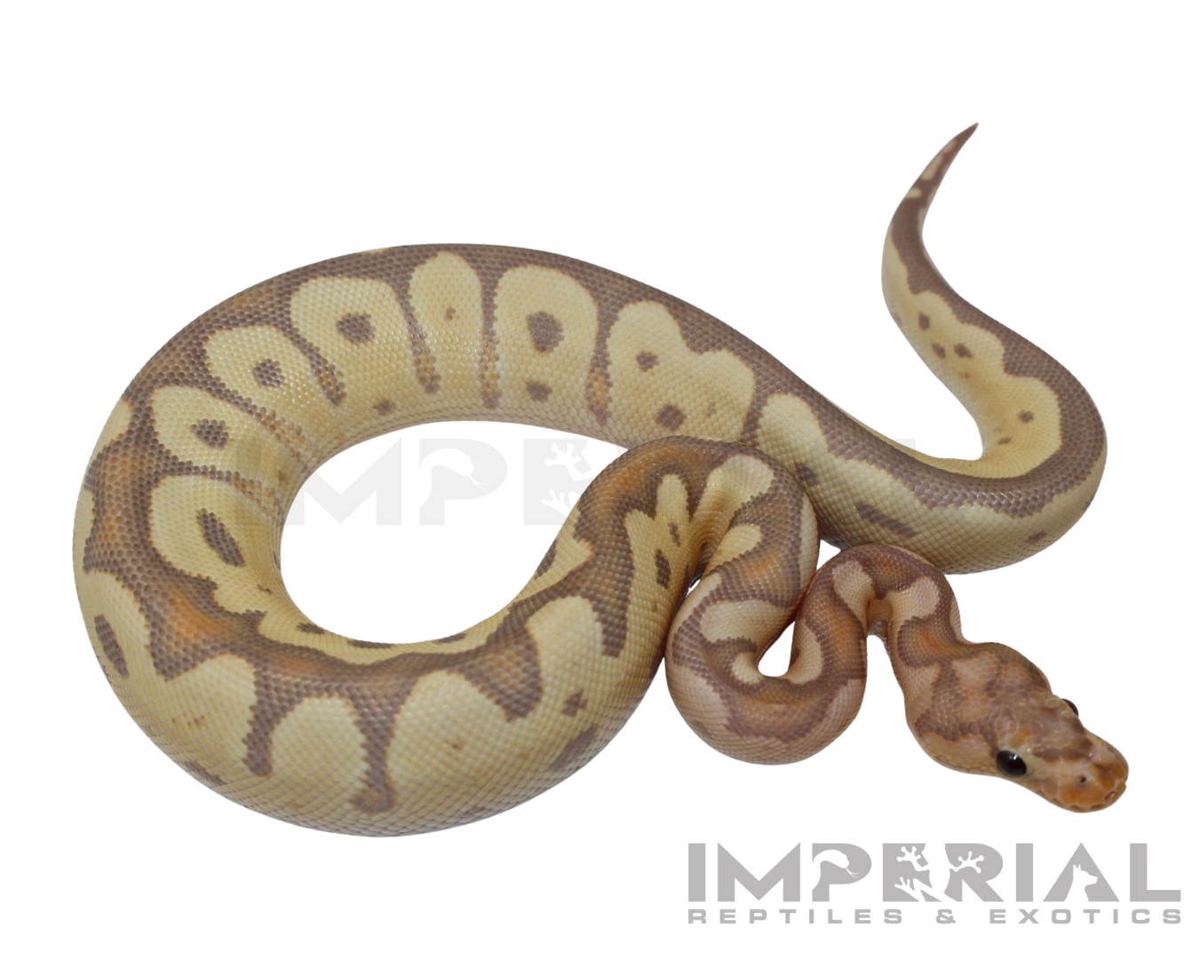 Banana Clown Ball Python