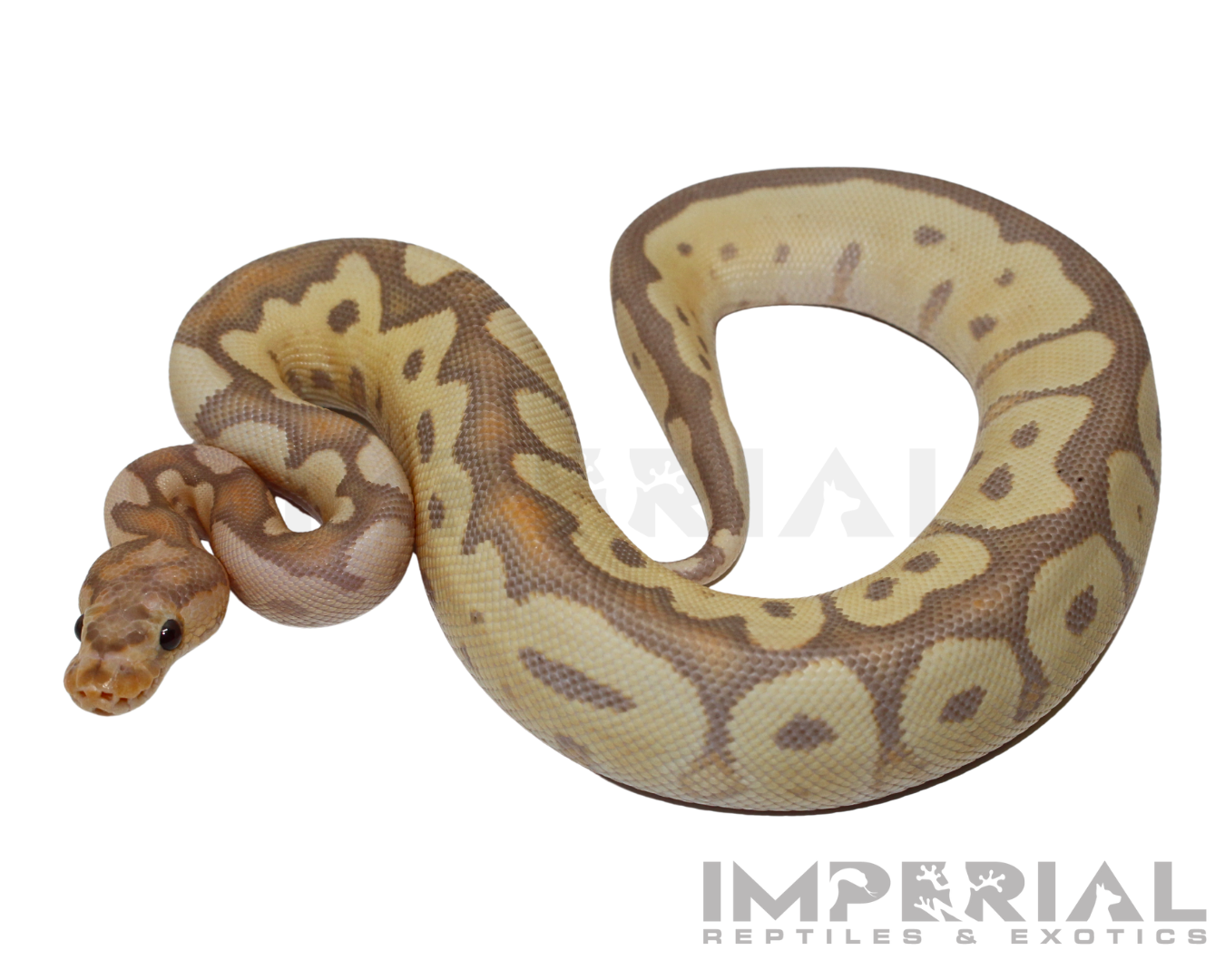 Banana Clown Ball Python — image 2