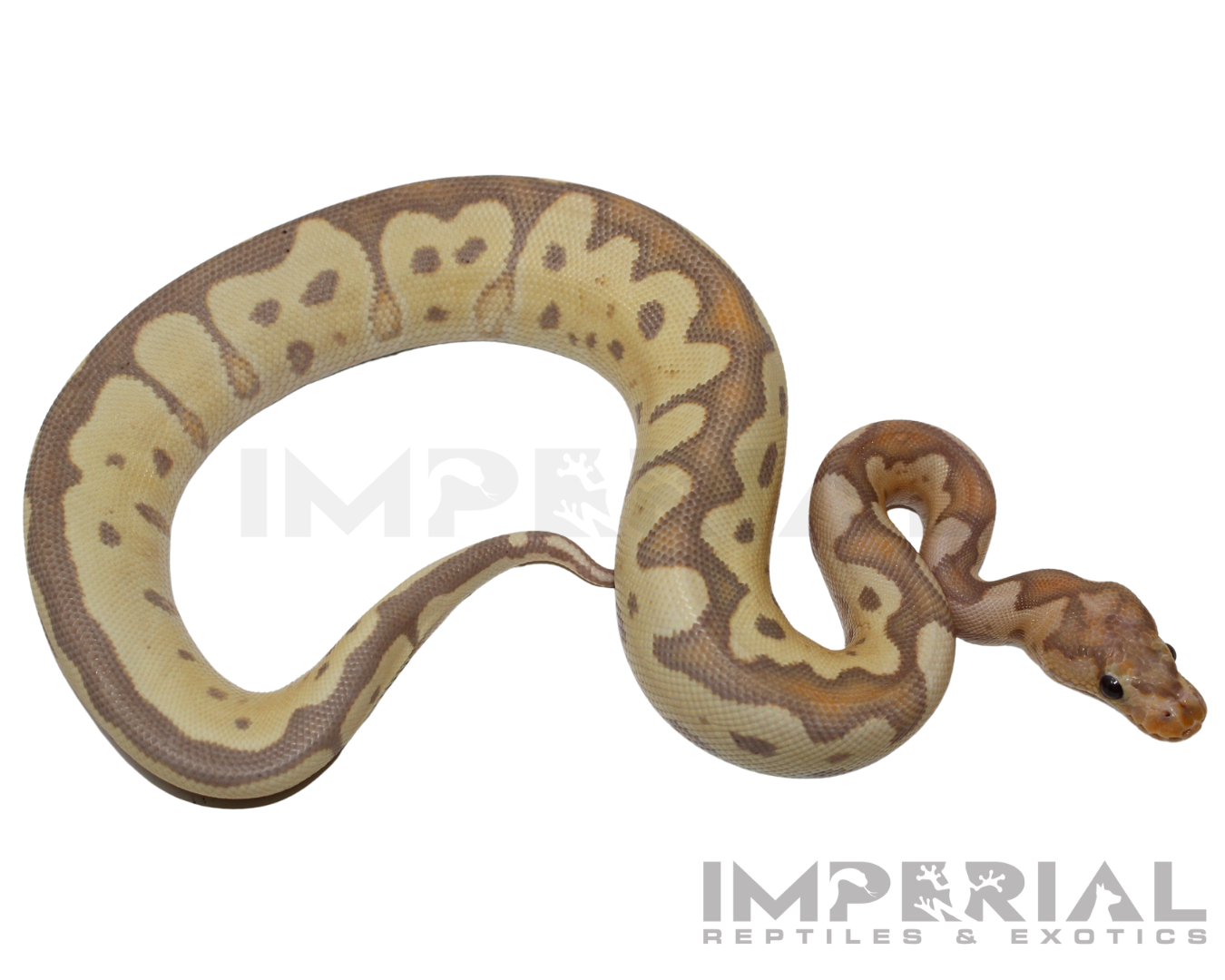 Banana Clown Ball Python — image 3