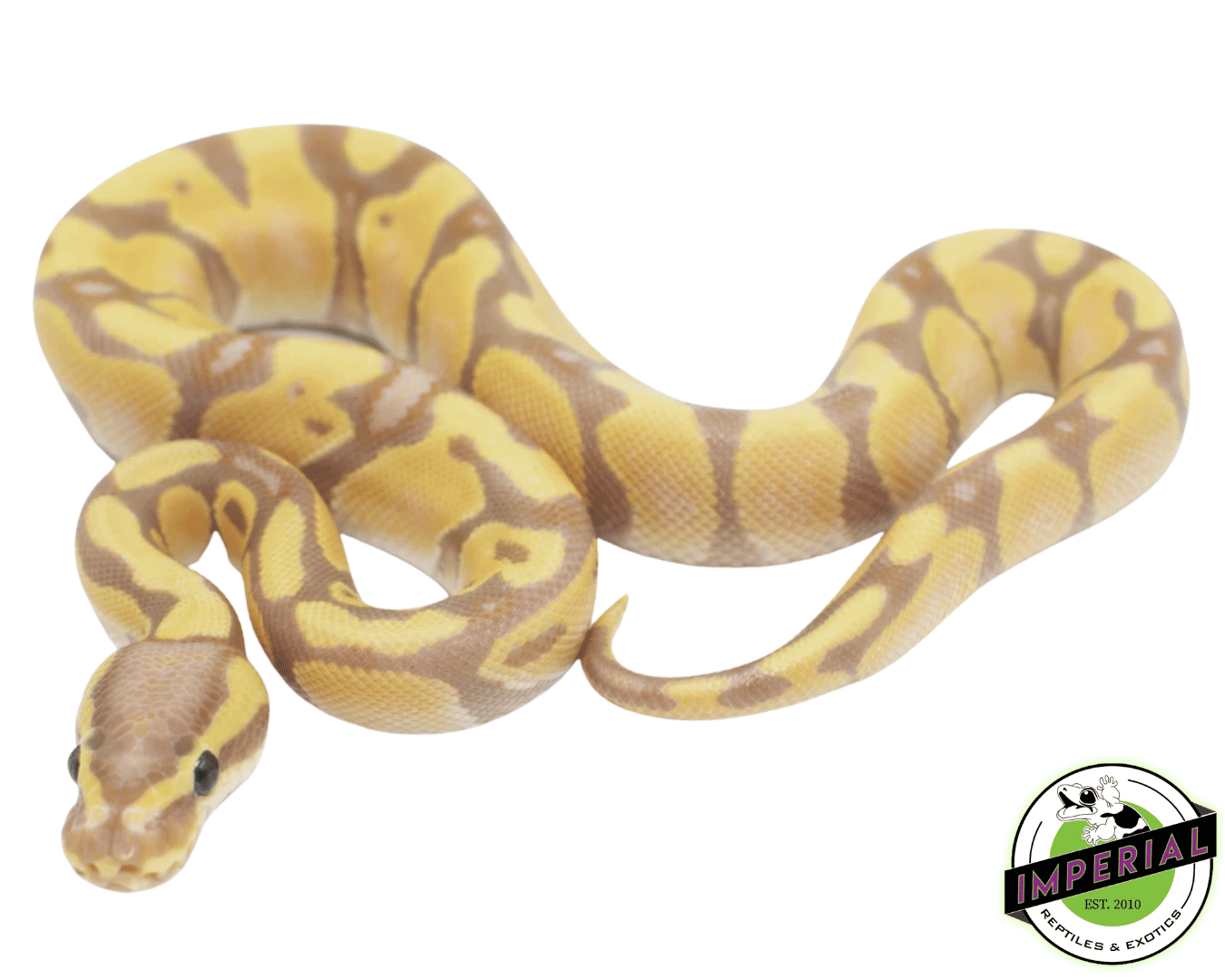 Banana Enchi Ball Python — image 2
