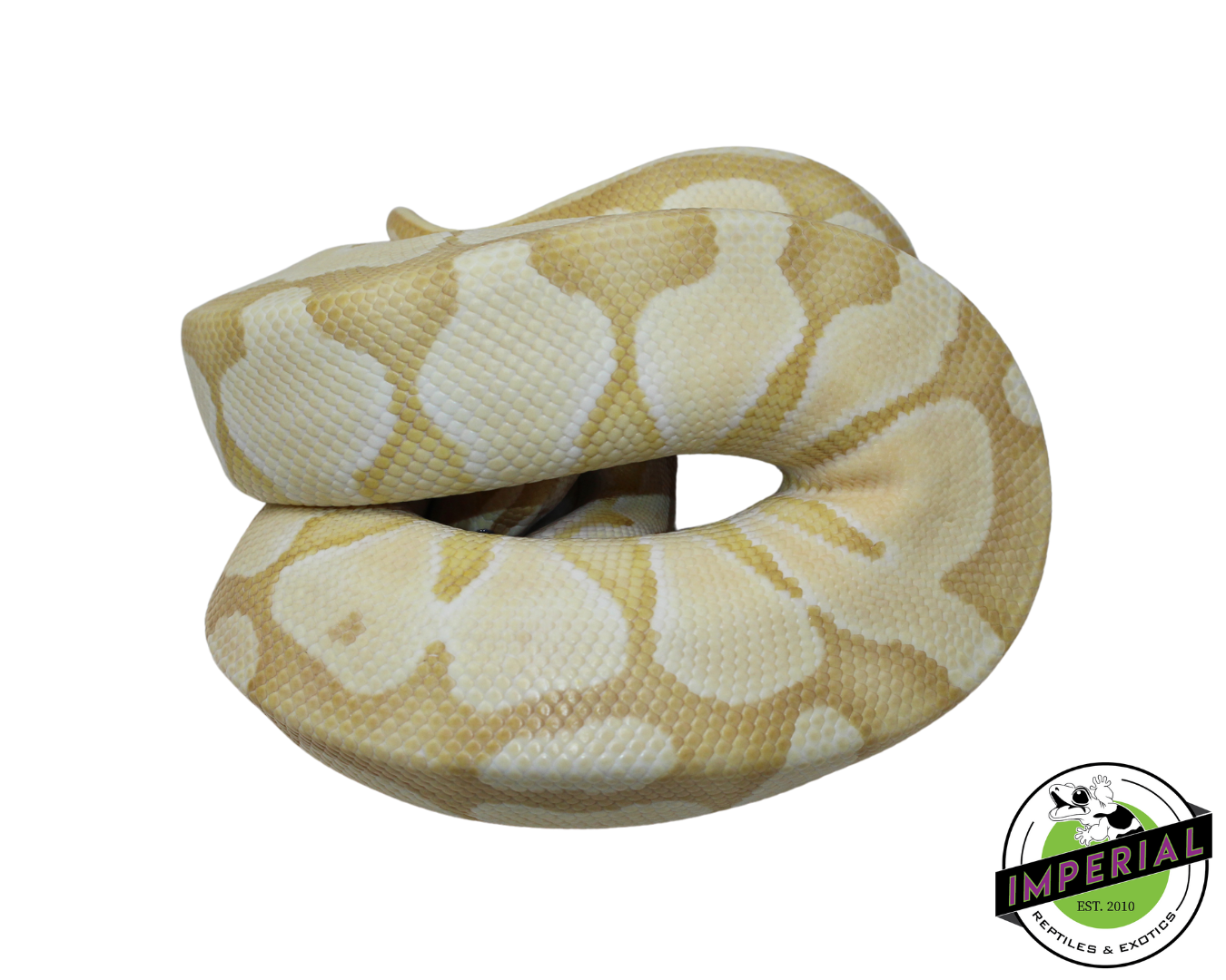 Banana Enchi Butter Ball Python Male (#112624-05)
