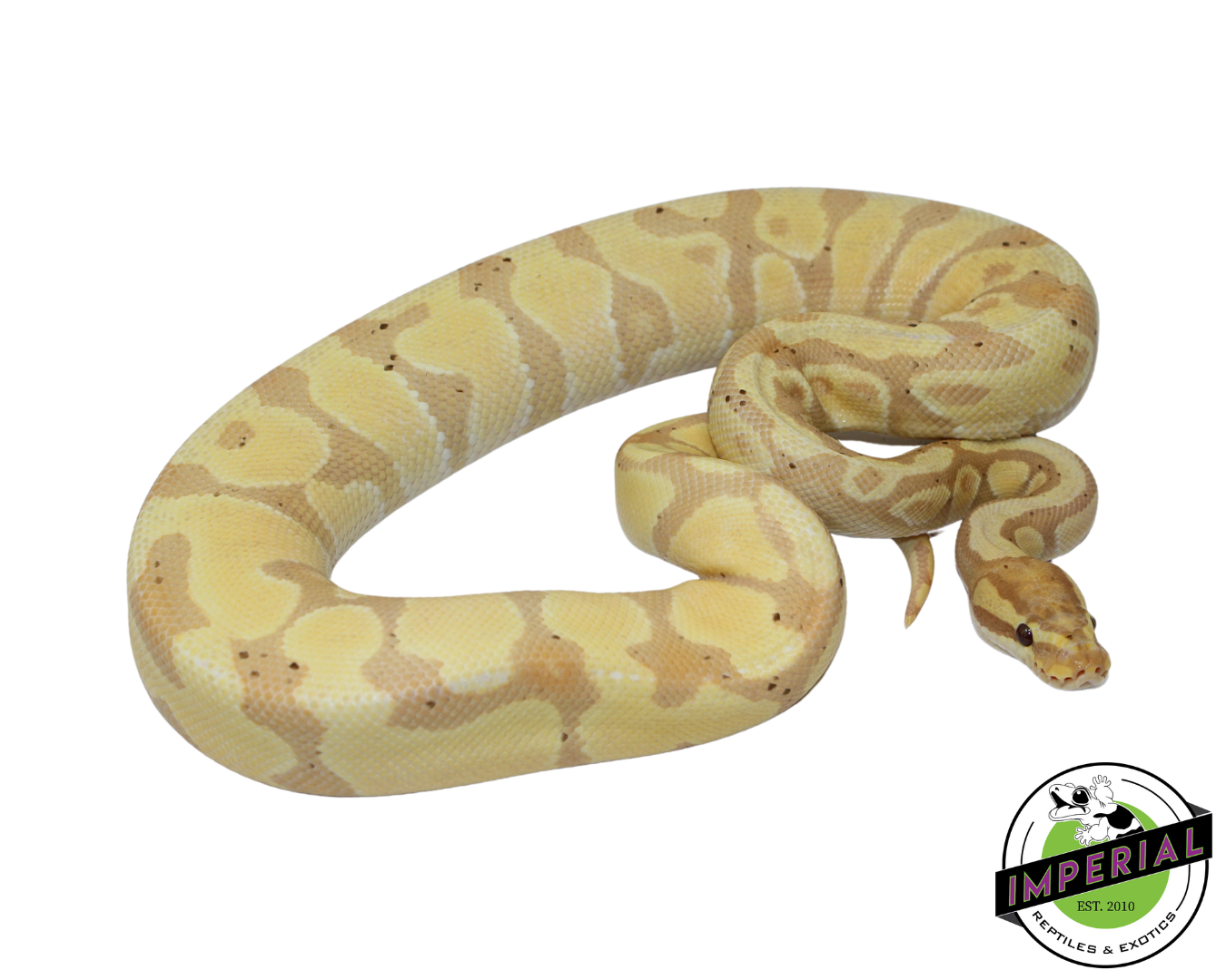 Banana Enchi Gravel Ball Python Male (#112624-01)