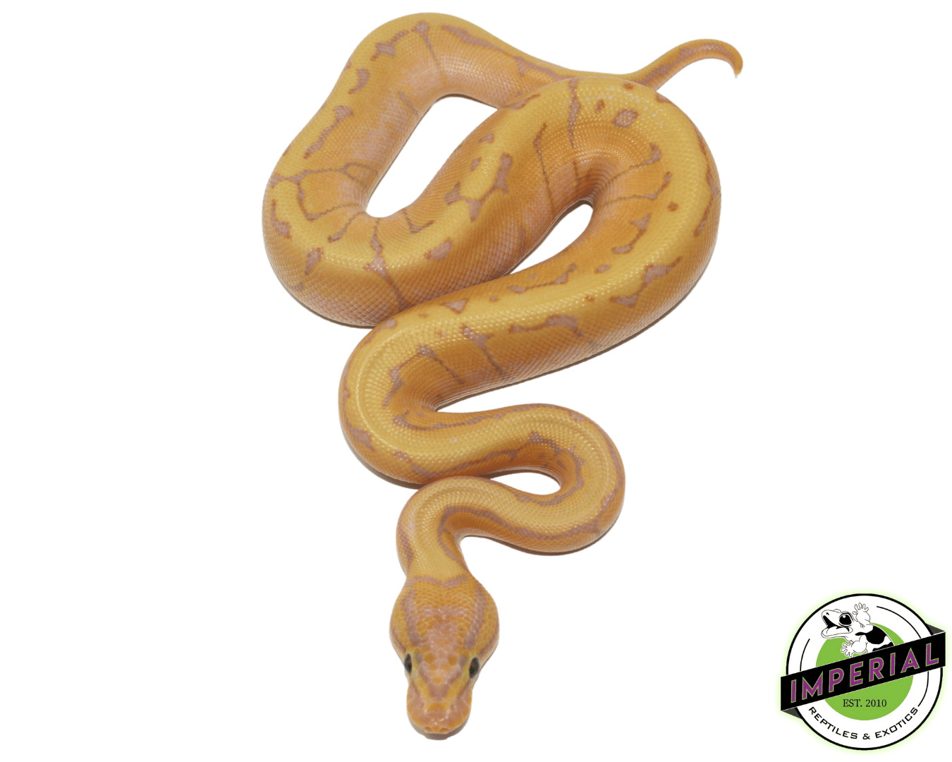 Banana Enchi Lemonblast Ball Python Baby — image 2