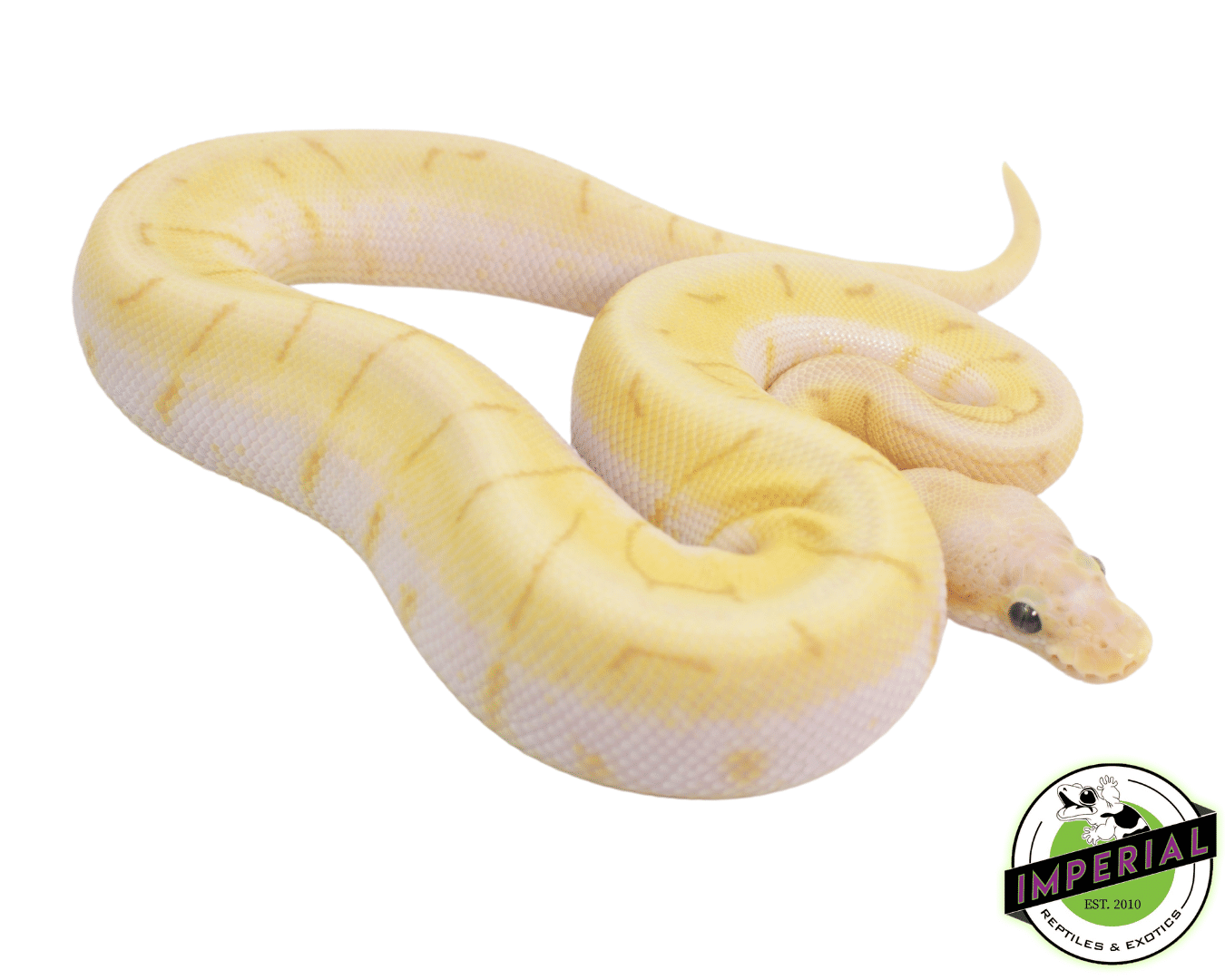 Banana Enchi Spinner Ball Python Baby — image 2