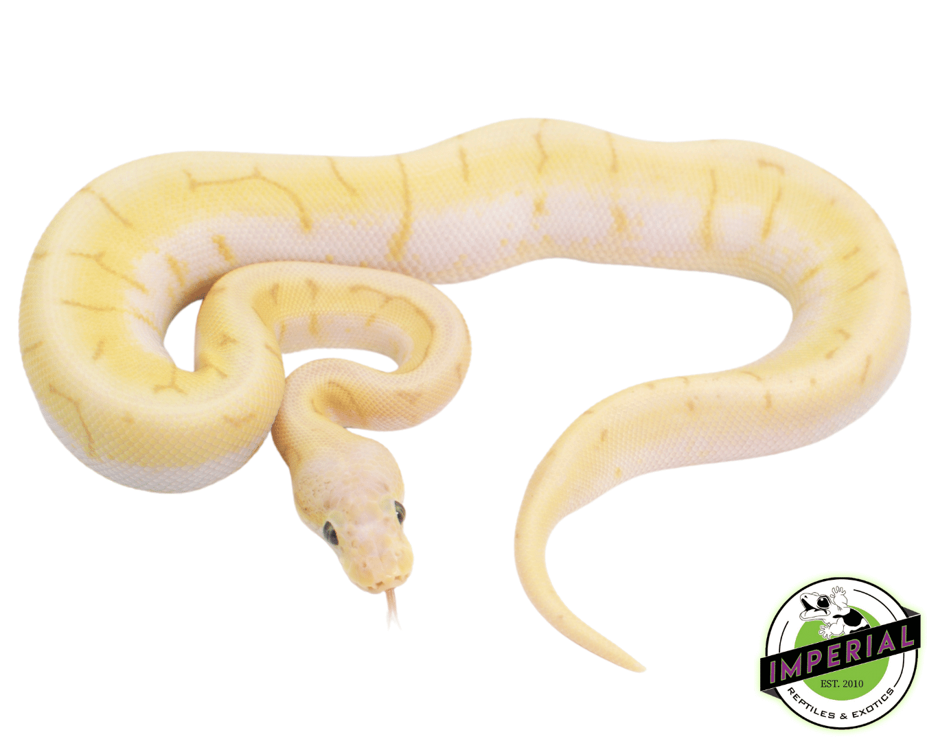 Banana Enchi Spinner Ball Python Baby