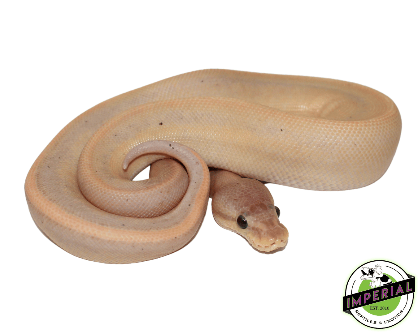 Banana Genetic Stripe Cinnamon Ball Python