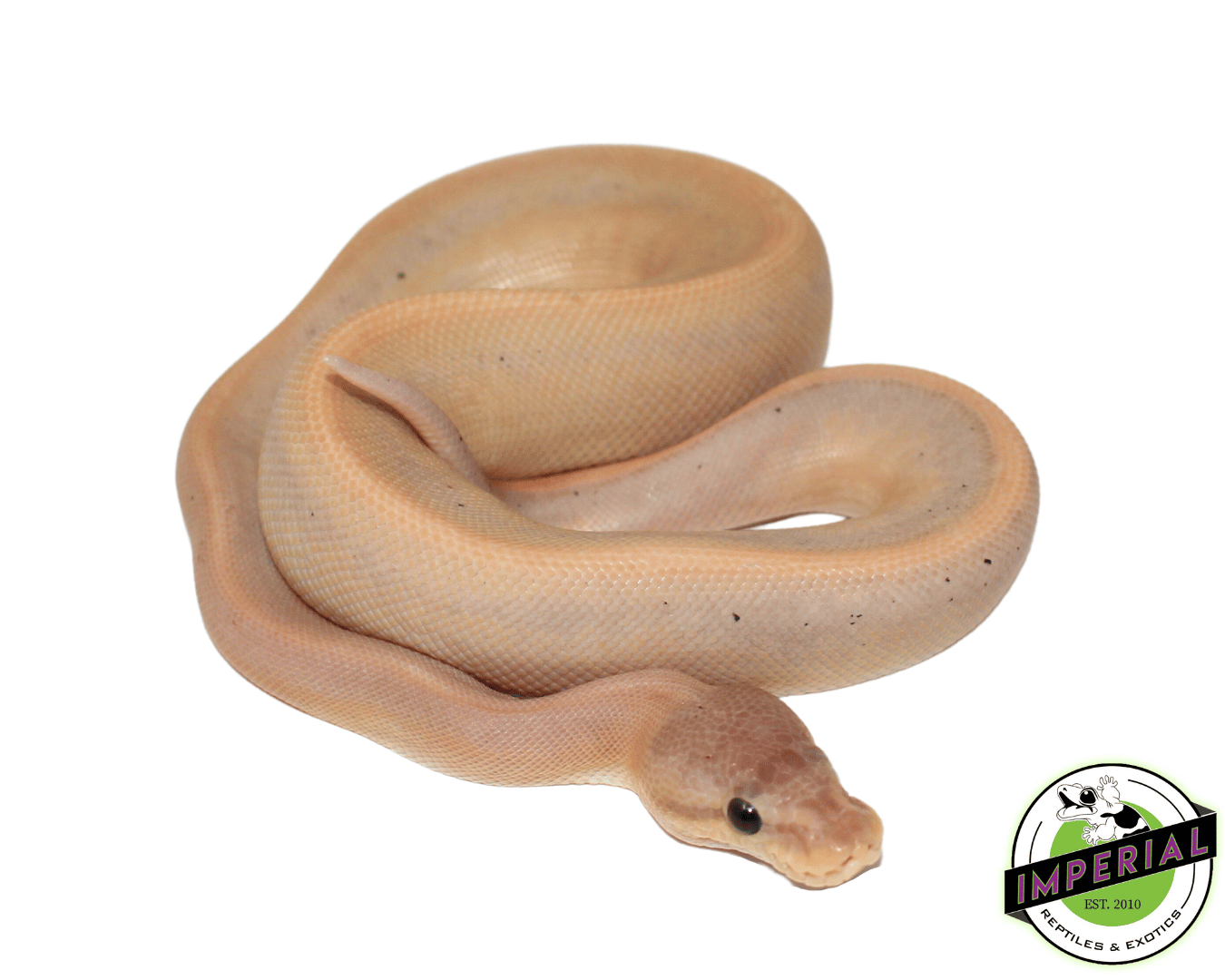 Banana Genetic Stripe Cinnamon Ball Python — image 2