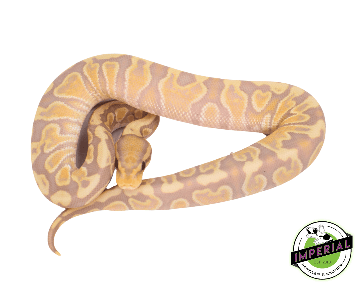 Banana GHI Fire Ball Python — image 2