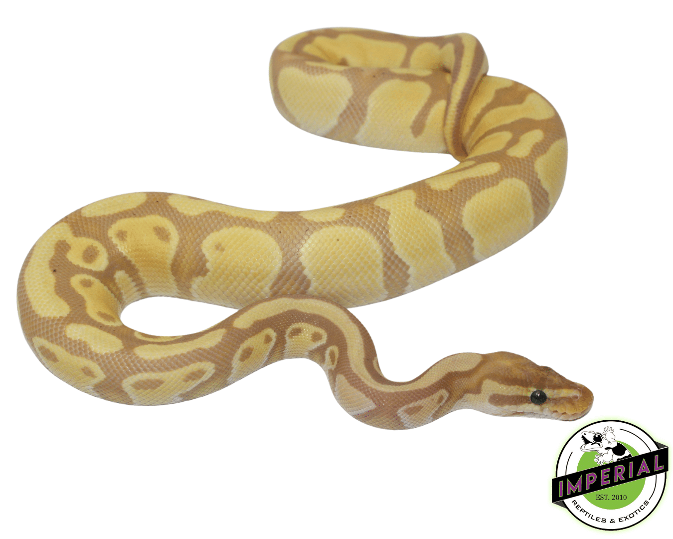 Banana Het. Pied Ball Python Sub Adult — image 2