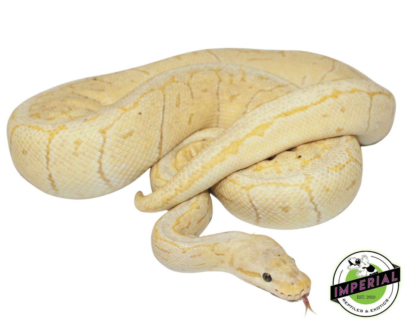 Banana Lemonblast Ball Python Adult