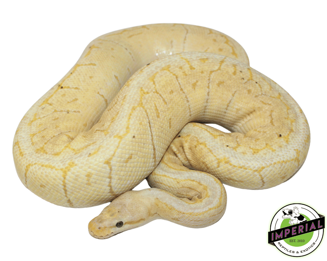 Banana Lemonblast Ball Python Adult — image 2