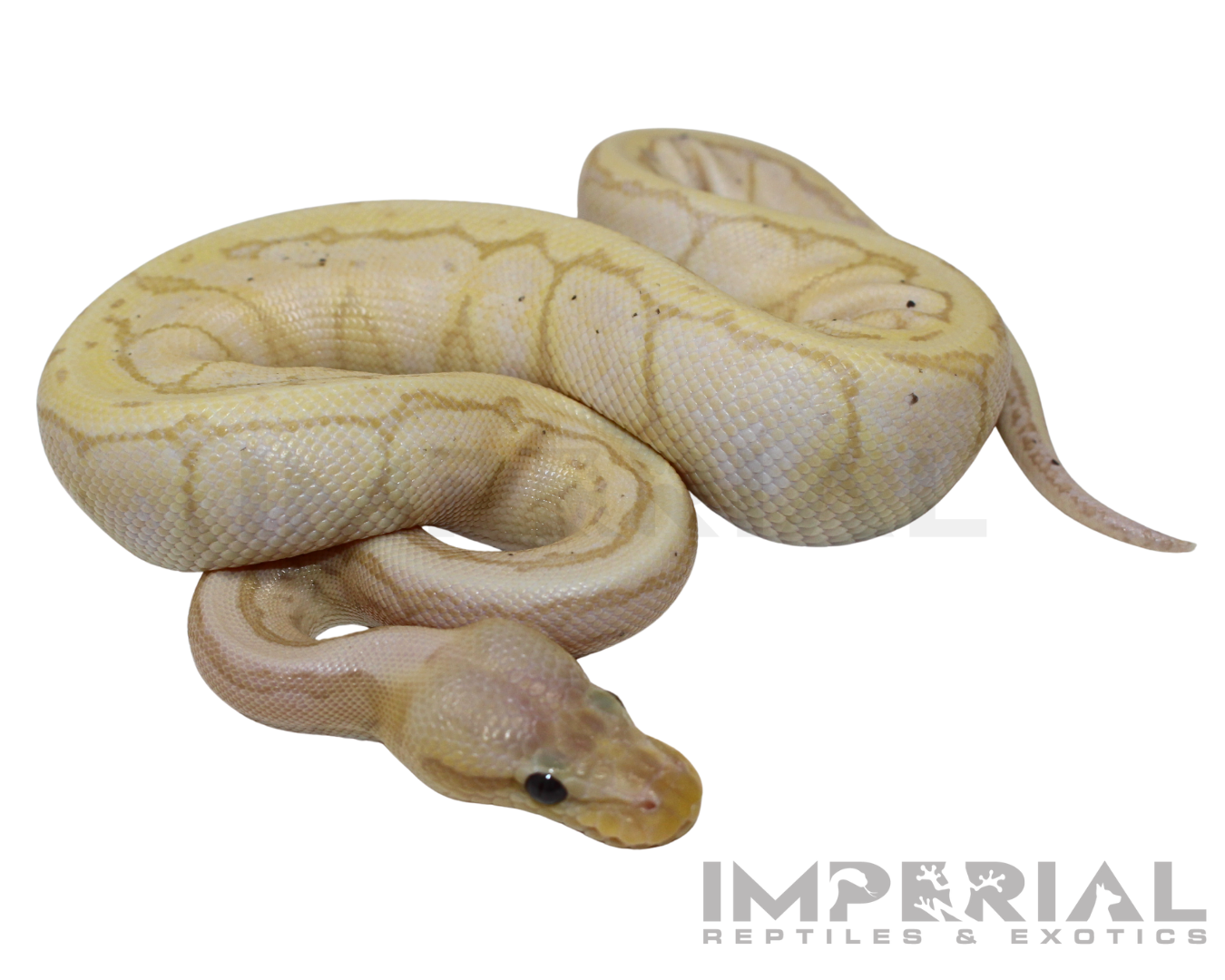 Banana Lemonblast Ball Python