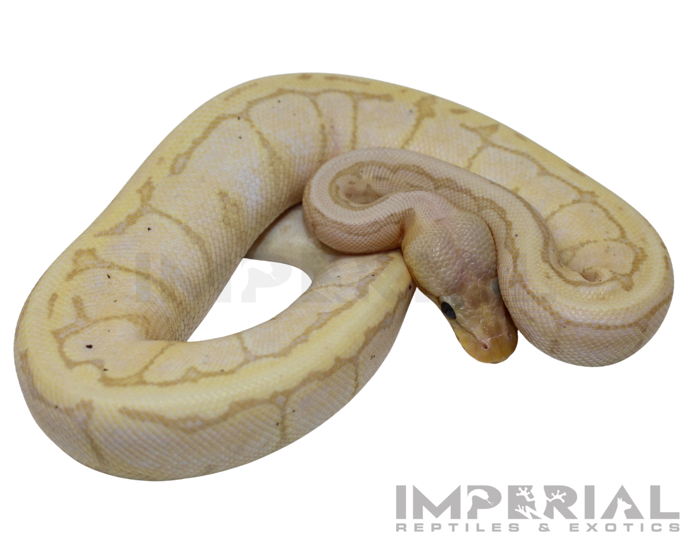 Banana Lemonblast Ball Python — image 2
