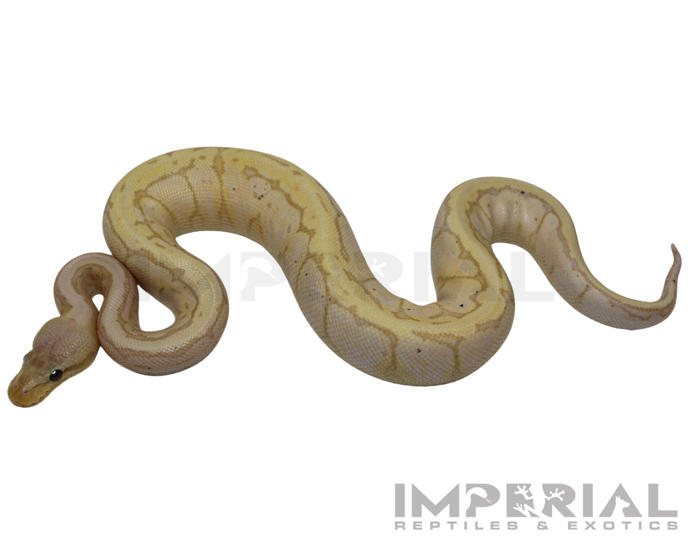 Banana Lemonblast Ball Python — image 3