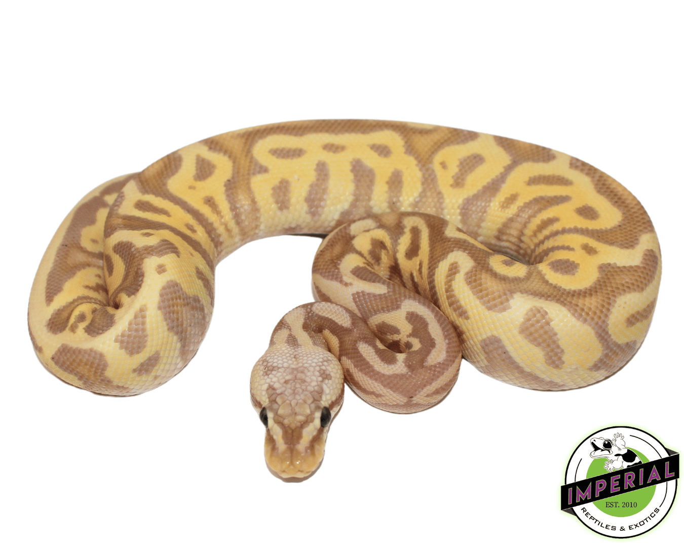 Banana Leopard Ball Python — image 2