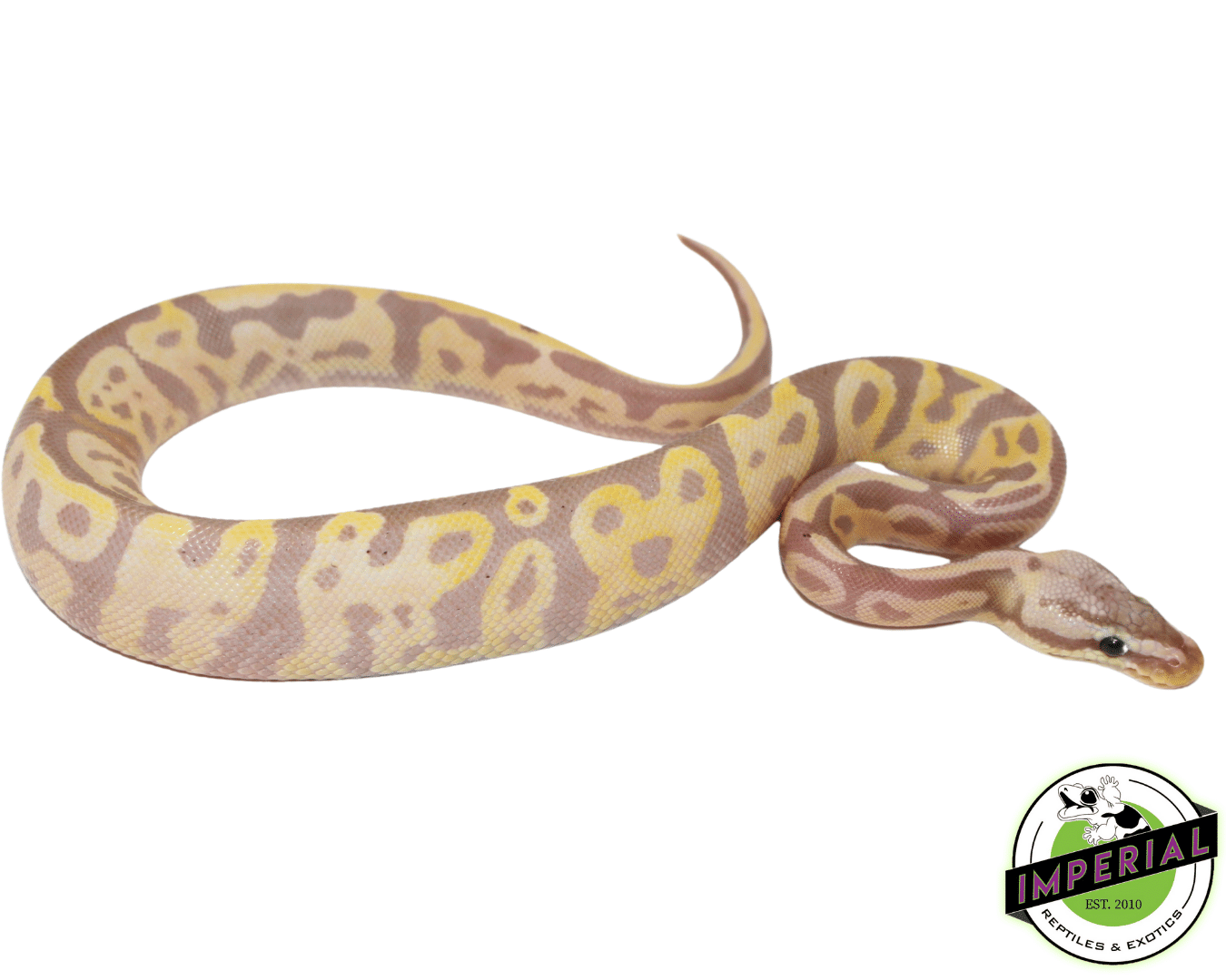 Banana Leopard Fire Yellowbelly Ball Python — image 2