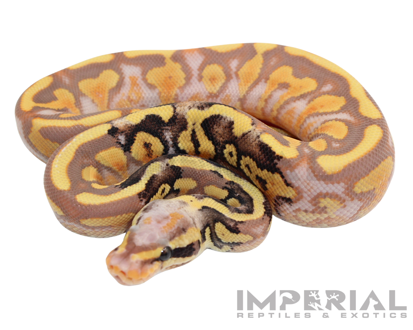 Banana Mojave Ball Python — image 3
