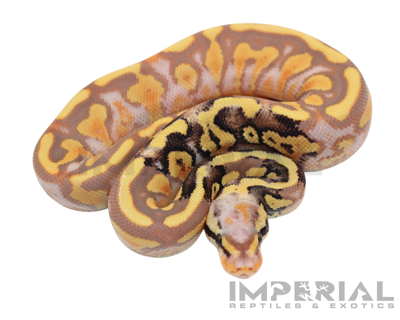Banana Mojave Ball Python — image 2