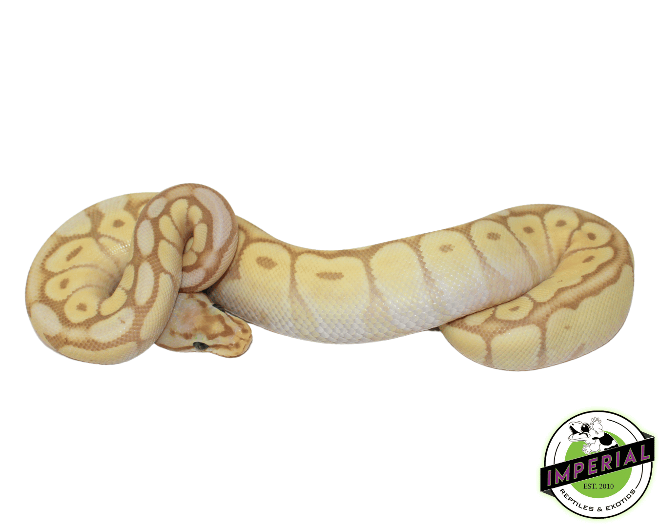 Banana Mojave Bumblebee Ball Python — image 2