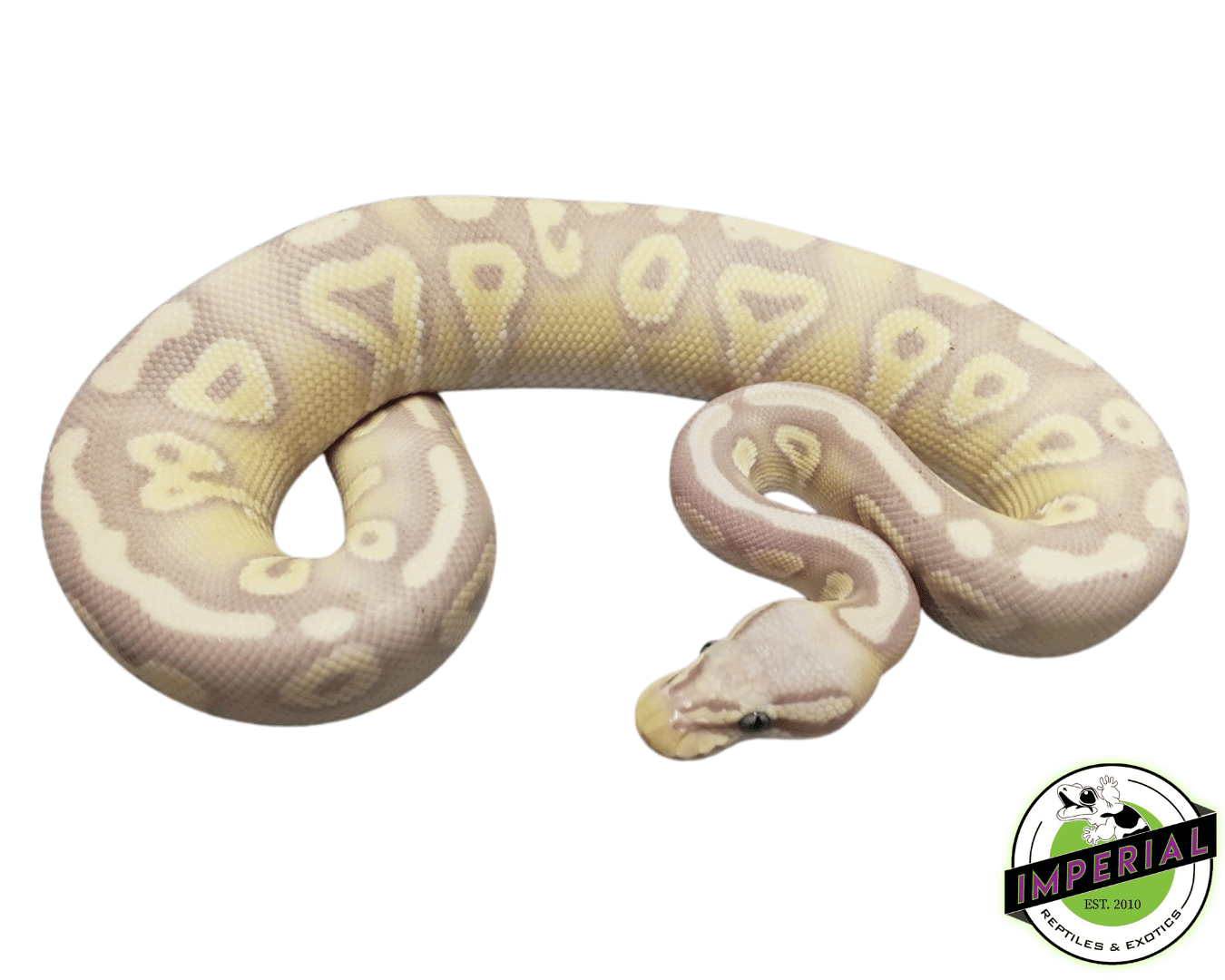 Banana Pastave Ball Python — image 2