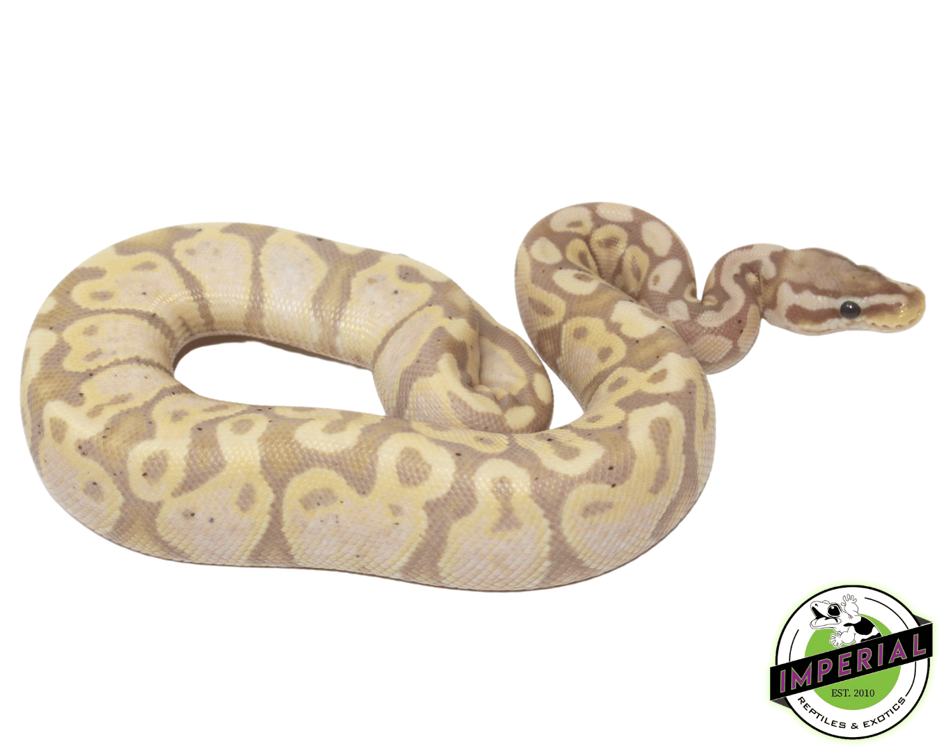 Banana Pastel Ball Python — image 2