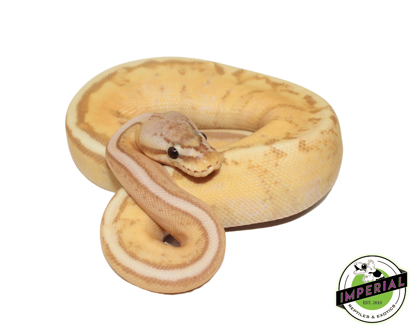 Banana Pastel Stripe Ball Python