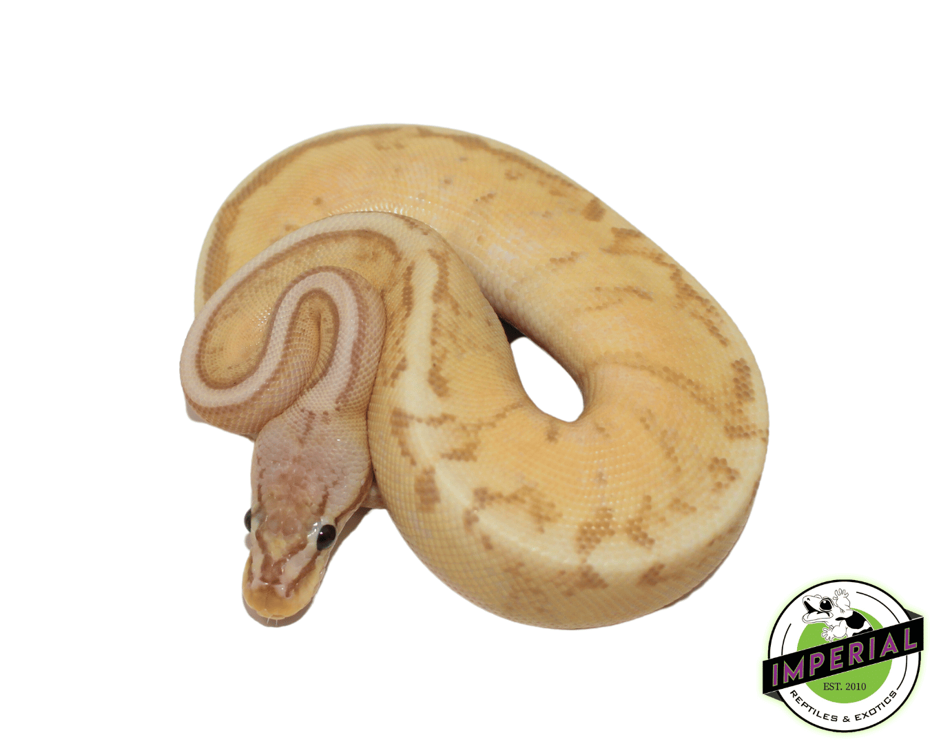 Banana Pastel Stripe Ball Python — image 2