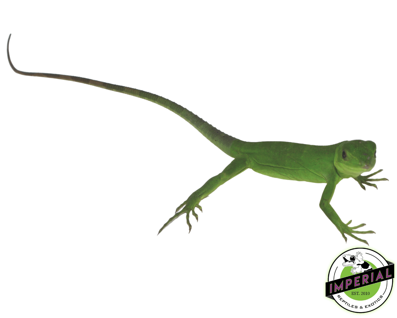Banana Pectinata Iguana Baby