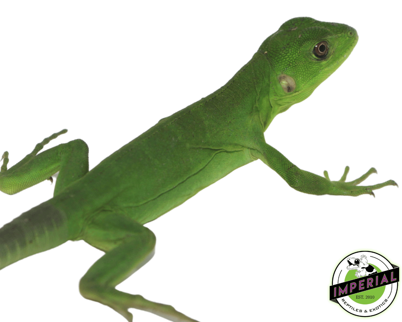 Banana Pectinata Iguana Baby — image 2