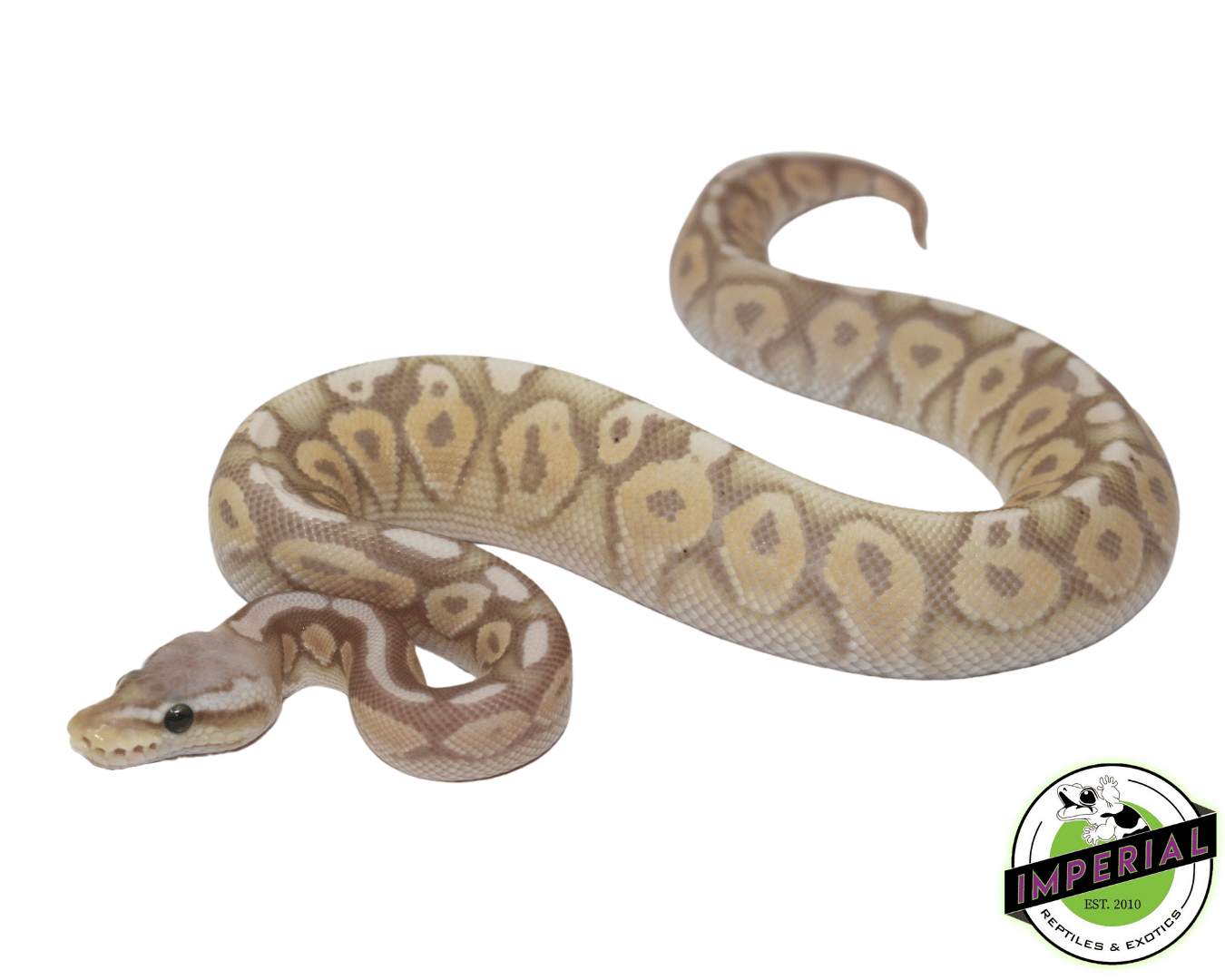 Banana Pewter Ball Python — image 2