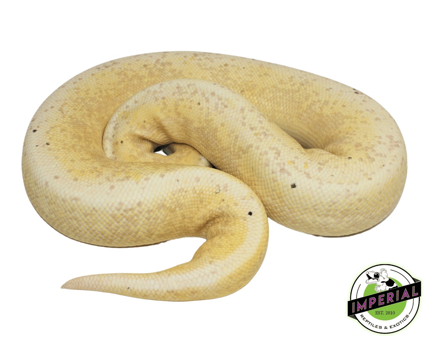 Banana Pewter Fire Ball Python Adult — image 2