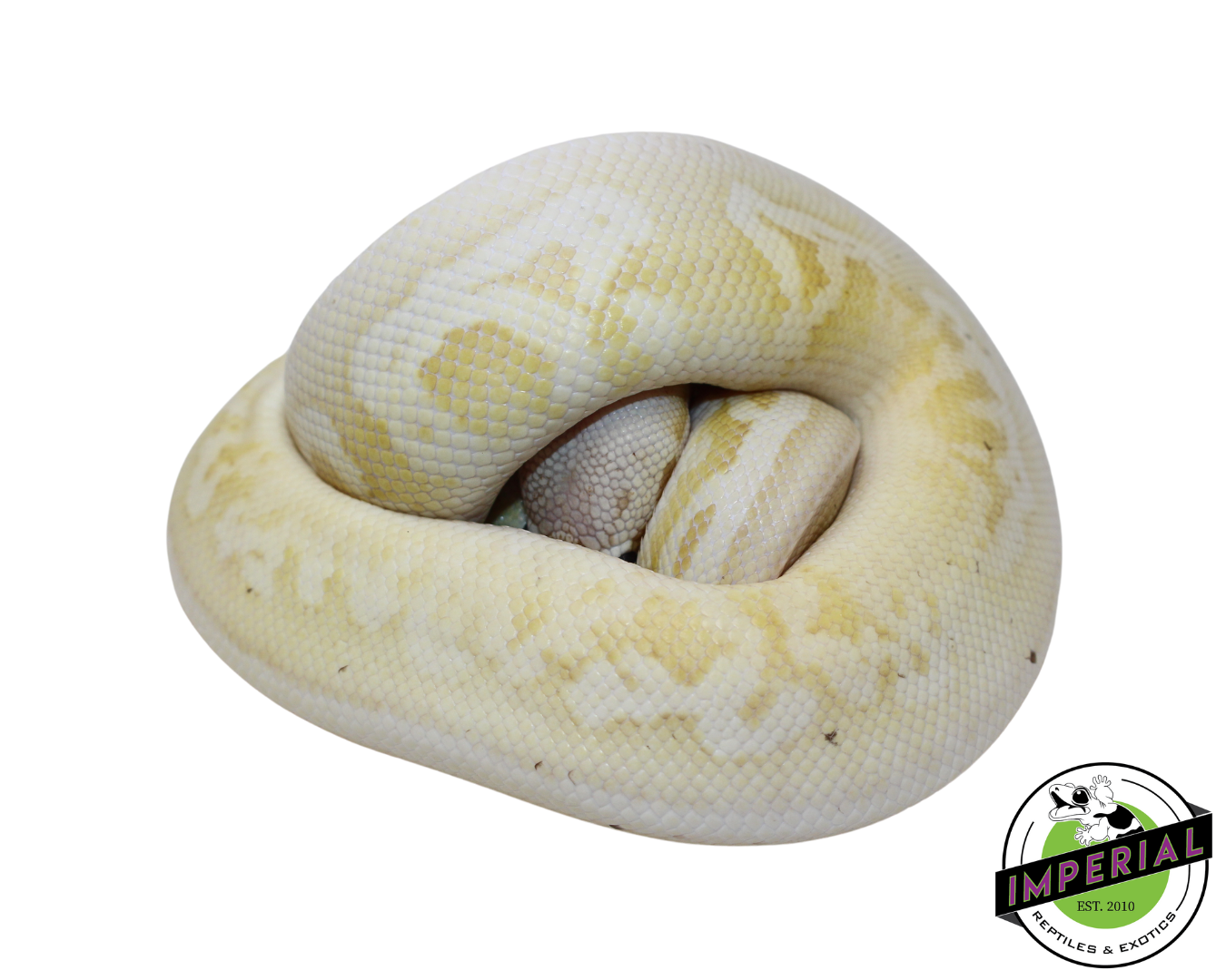 Banana Pewter Mojave Ball Python Male (#112624-08)