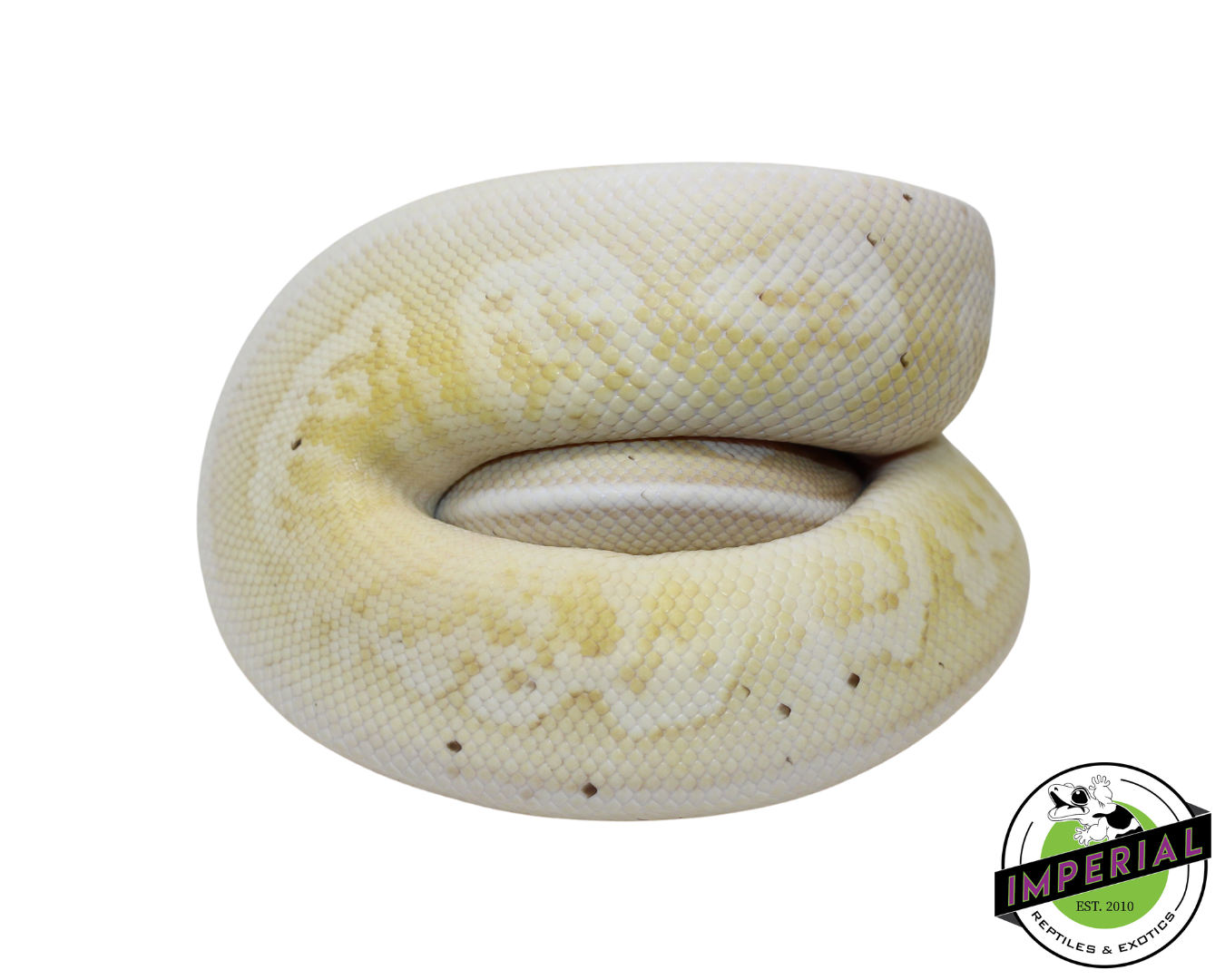 Banana Pewter Mojave Ball Python Male (#112624-08) — image 2