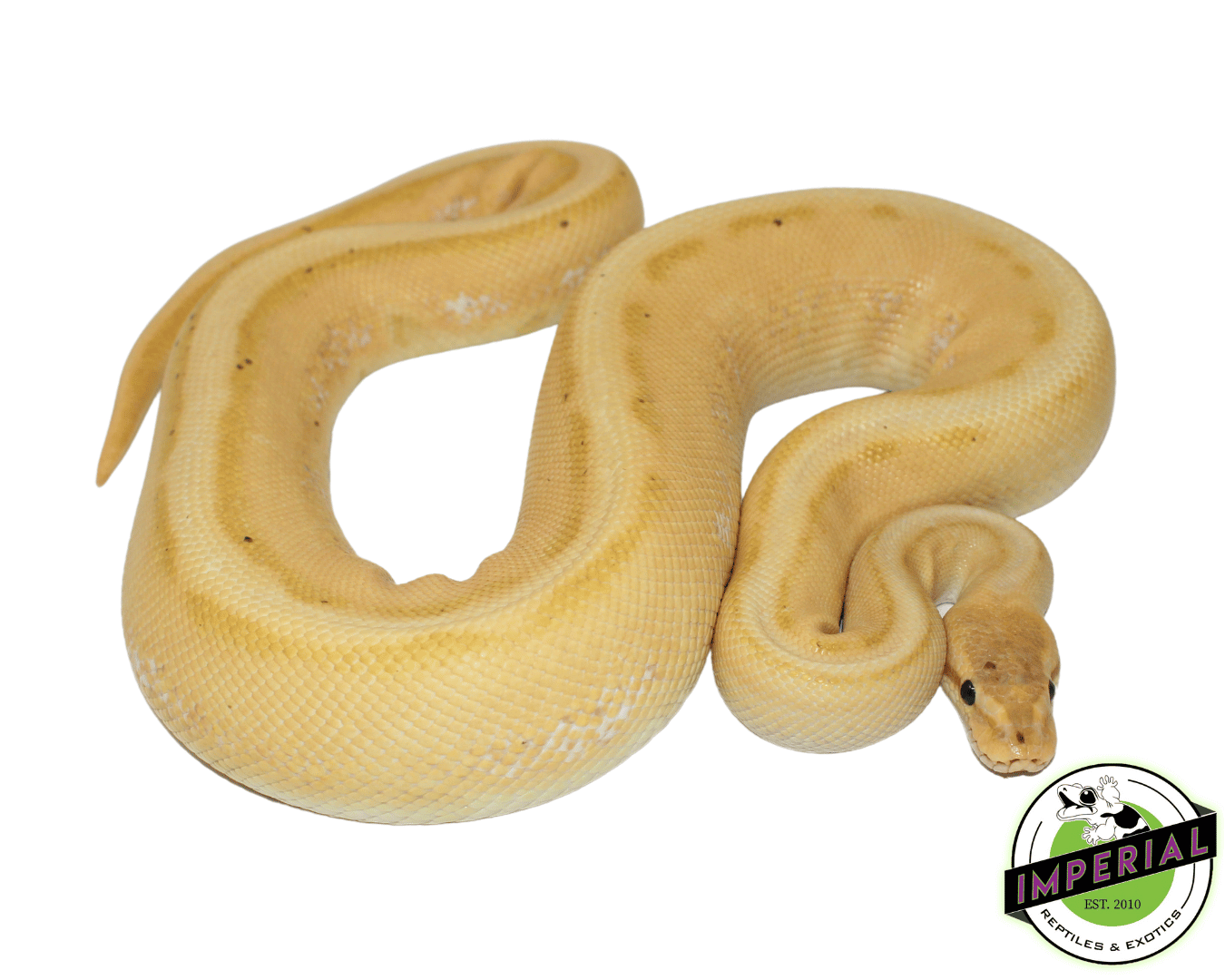 Banana Pinstripe Ball Python Adult Male — image 2